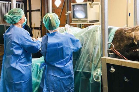 Impressions of the Nindorf Equine Hospital