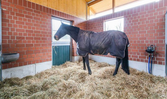 Impressions of the Nindorf Equine Hospital