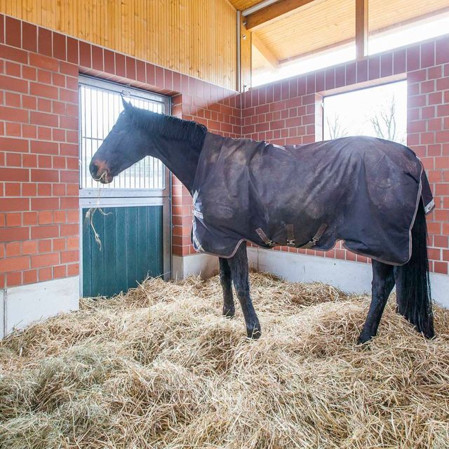 Impressions of the Nindorf Equine Hospital